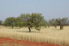 campi-di-grano